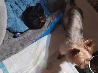 Yorkshire Terrier dogs One pure yorkie boy for £1500 - Advert 13