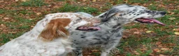 English Setter dogs for adoption: Bimba in Blaydon-on-Tyne - Advert 7