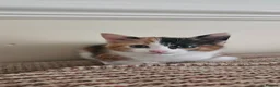 Mixed Breed cats for sale: Cute Calico Girl Kitten 8 Weeks Playful Friendly  - Advert 3