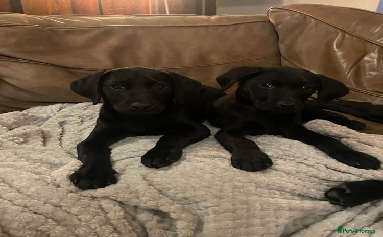 Labrador Retriever dogs - Advert 1