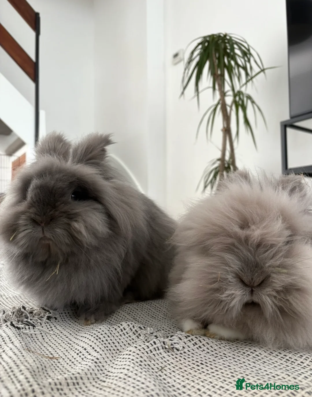 Lionhead rabbits for sale: Lovely Neutered Male Lionhead House Rabbit in Hitchin - Advert 3