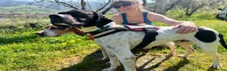Pointer dogs for adoption: Pointer, Duke  - Advert 4