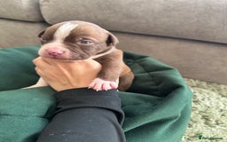 Mixed Breed dogs for sale: Olde English Bulldogge/Staffy bull Collie mix - Image 17