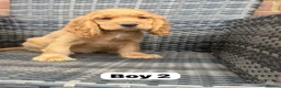 Cocker Spaniel dogs for sale: GoldenSHOW Type Cocker SPANIEL  in Iver - Advert 14