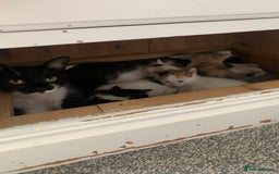Mixed Breed cats for sale: 5 Adorable Kittens (Ready To Leave 11th October) - Image 9
