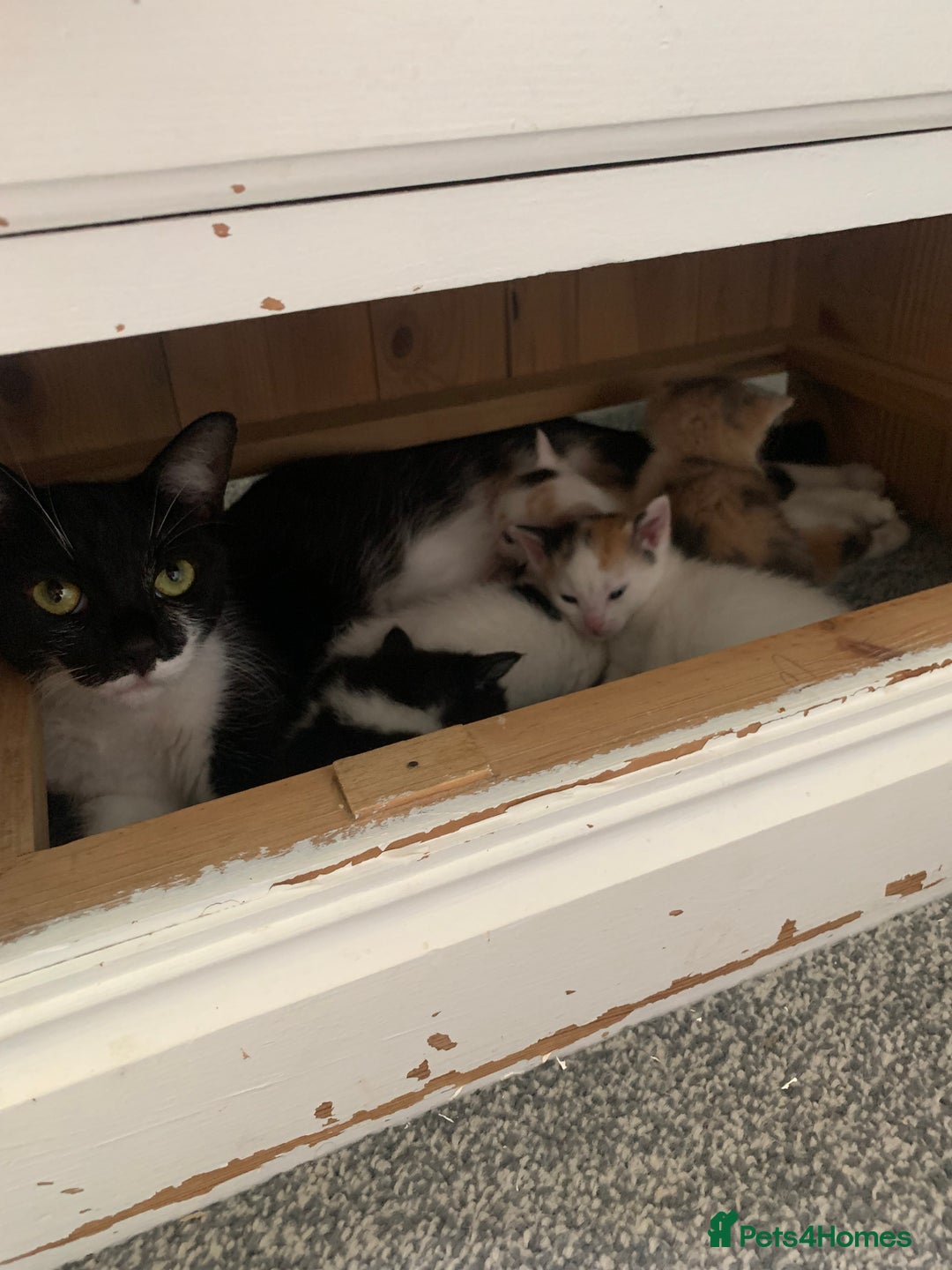 Mixed Breed cats for sale: 5 Adorable Kittens (Ready To Leave 11th October) - Image 9