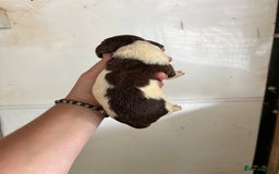 English Springer Spaniel dogs for sale: Springer Spaniel Puppies  - Image 14