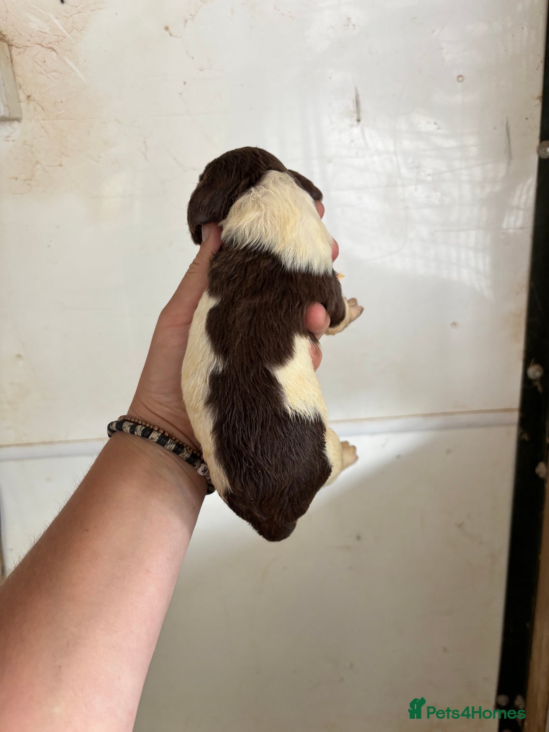 English Springer Spaniel dogs for sale: Springer Spaniel Puppies  - Image 14