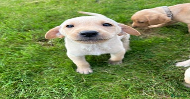Labrador Retriever dogs - Advert 2