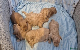 Maltipoo dogs for sale: 5 ⭐️ small Maltipoo’s puppy’s  - Advert 4
