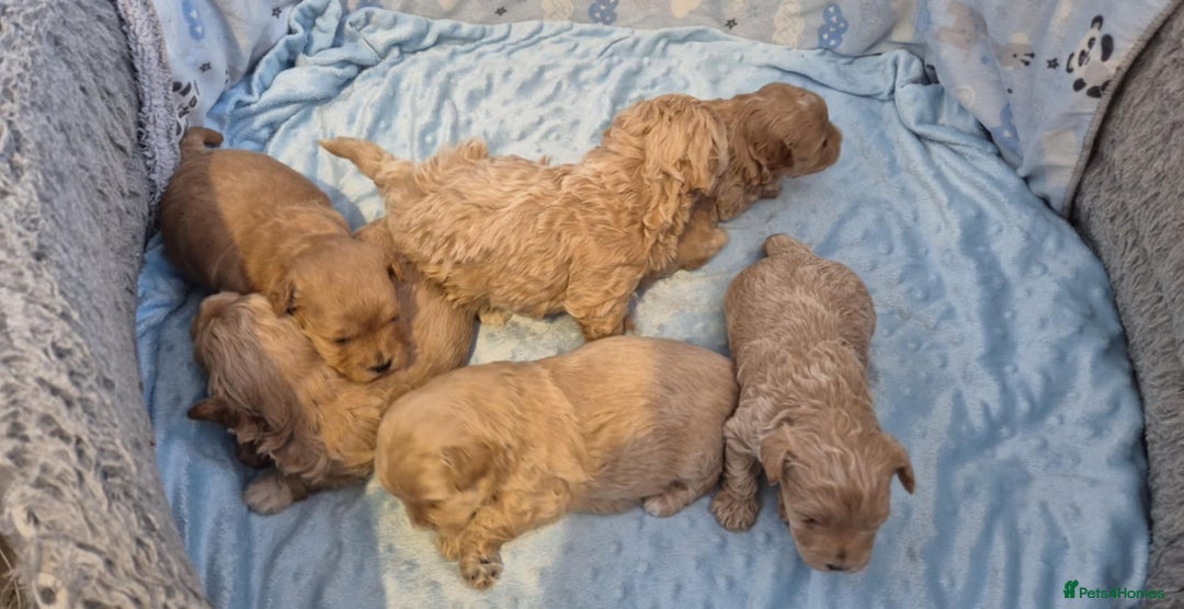 Maltipoo dogs for sale: 5 ⭐️ small Maltipoo’s puppy’s  - Advert 4