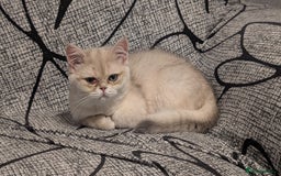 British Shorthair cats for sale: Little funny adorable girl  - Image 1