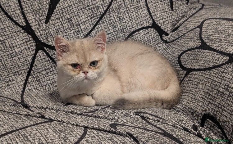 British Shorthair cats - Advert 1