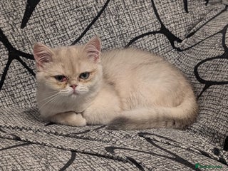 British Shorthair cats Little funny adorable girl - Advert 18