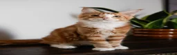 Maine Coon cats for sale: 5 Beautiful Russian Import Kittens TICA - Advert 8