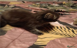 Bengal cats for sale: adorable kittens - Image 2