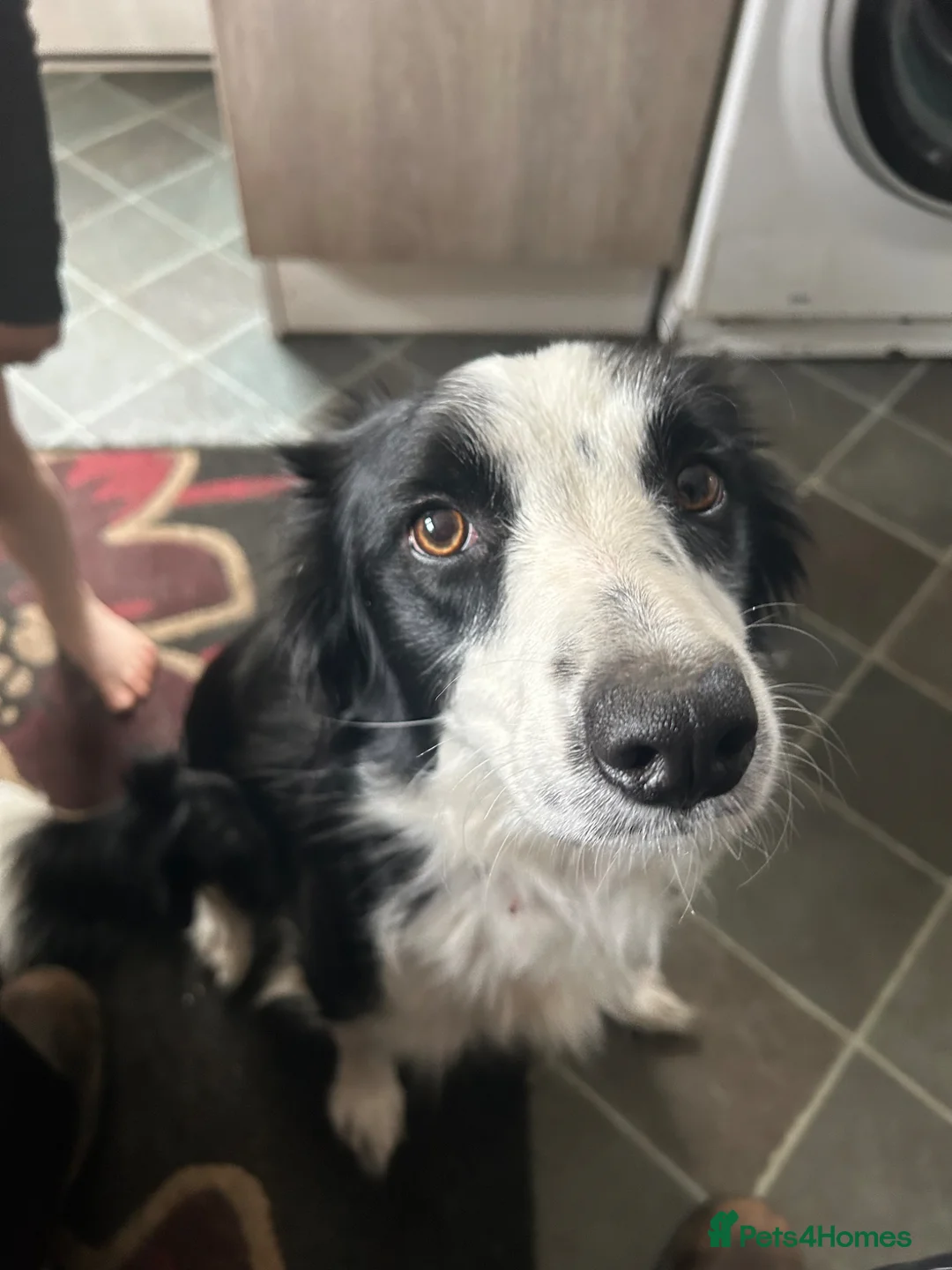 Border Collie dogs for sale: 6 beautiful collie pups. - Advert 15