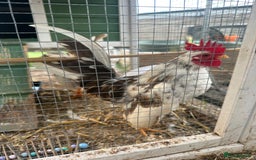 Chickens poultry for sale: Serama chickens  - Image 3