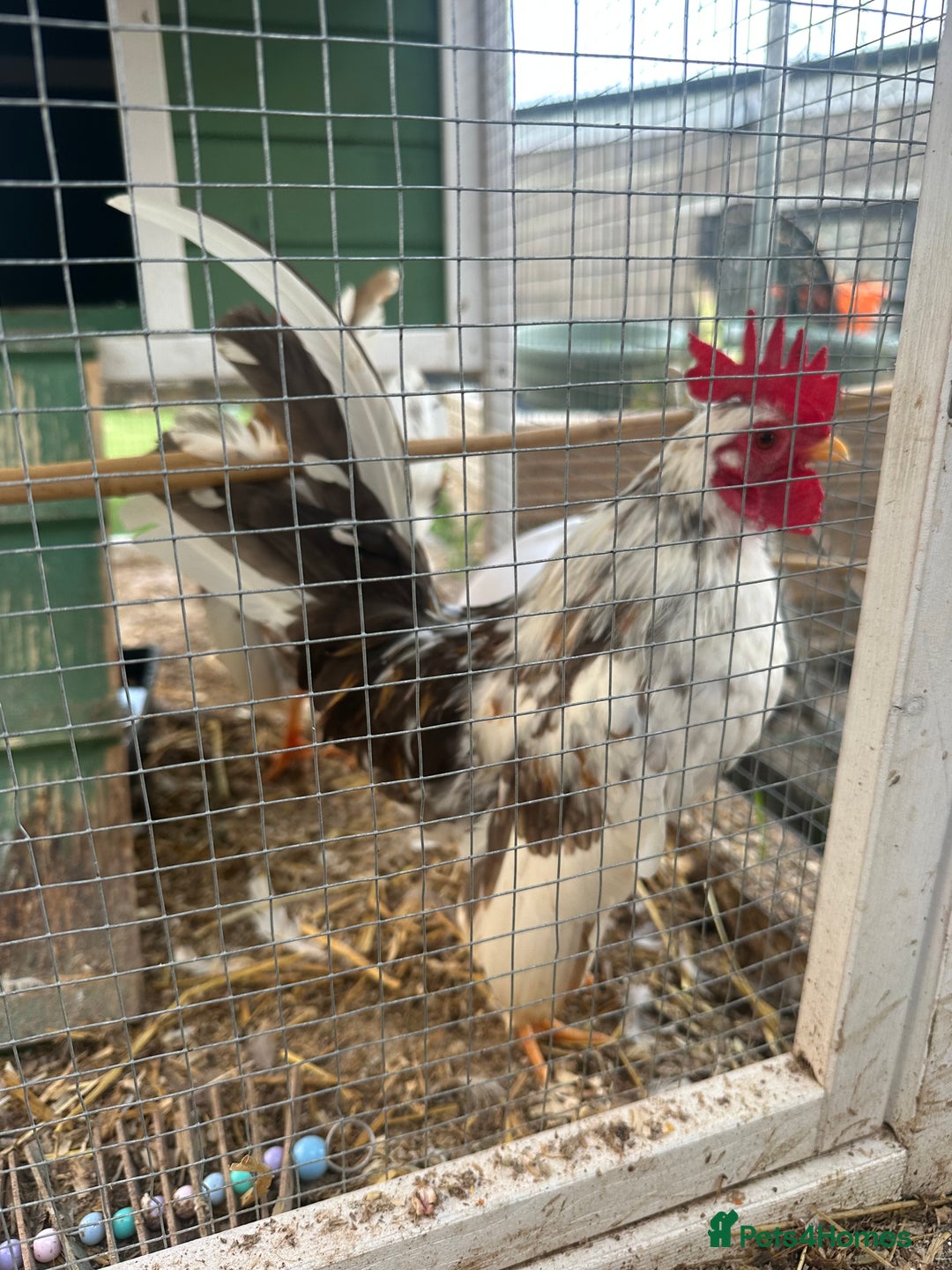 Chickens poultry for sale: Serama chickens  - Image 3