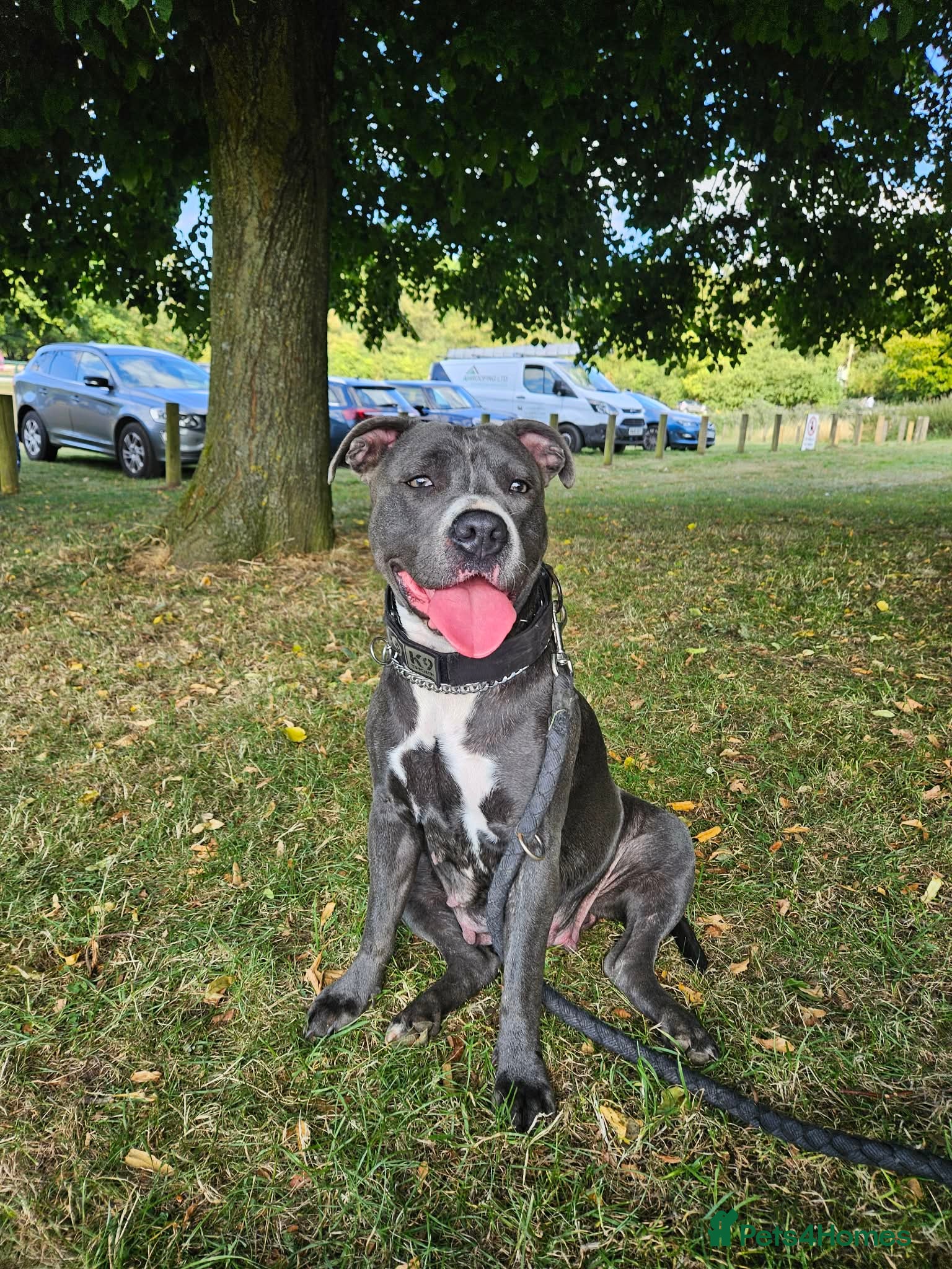 Mixed Breed dogs Staffordshire bull terrier cross puppies - Advert 1