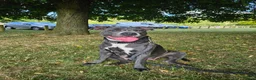 Mixed Breed dogs for sale: Staffordshire bull terrier cross puppies - Advert 1