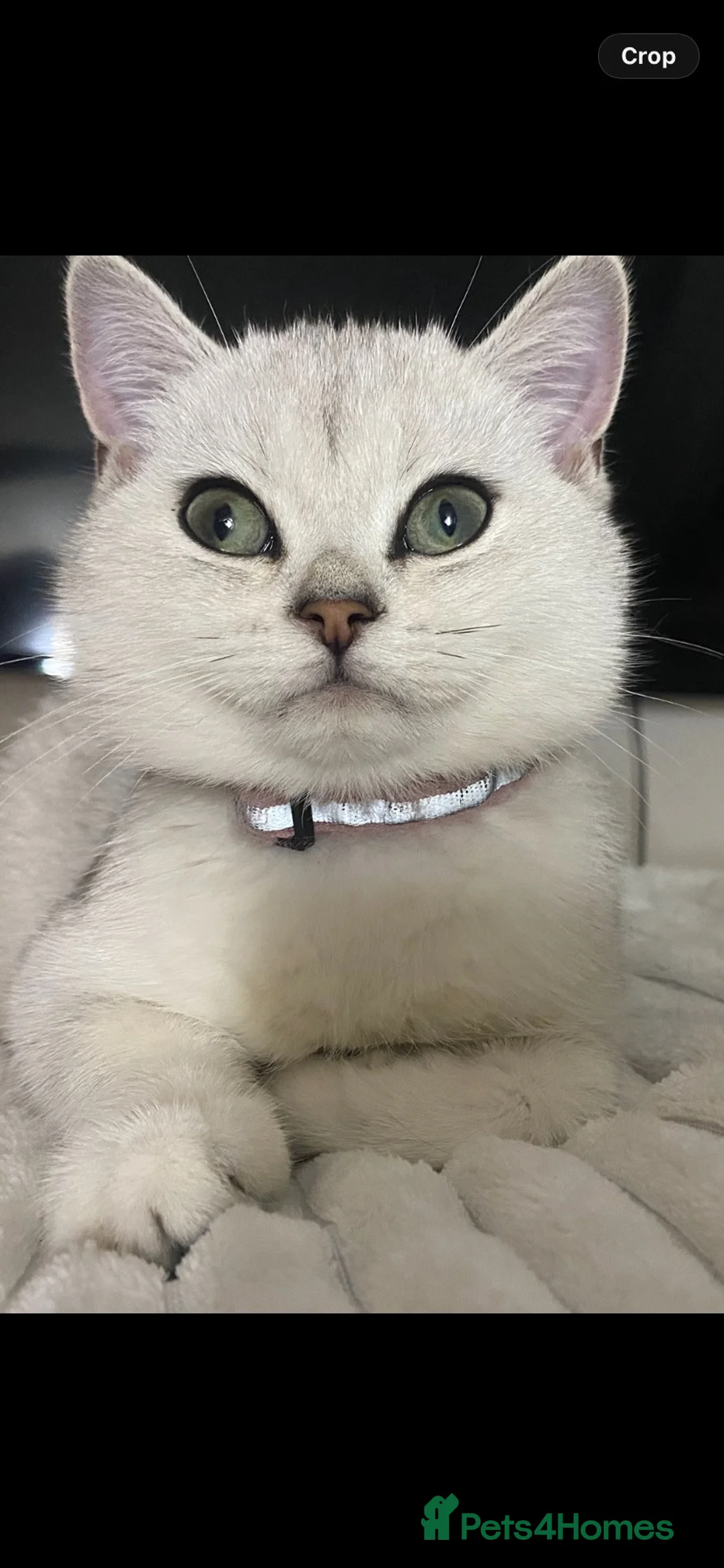 British Shorthair cats for sale: British Shorthair Silver Kitten- female  - Advert 10