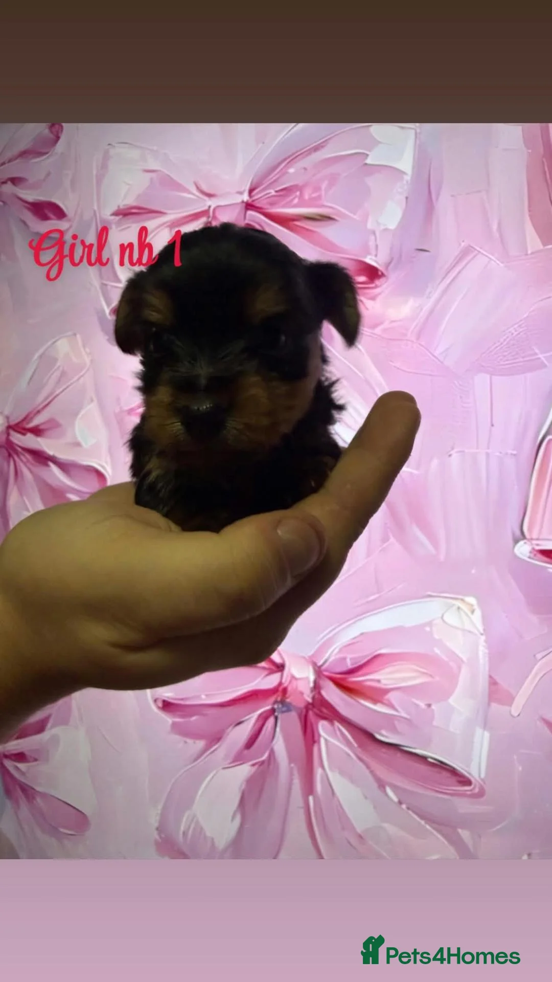 Yorkshire Terrier dogs for sale: Yorkshire terrier puppies - Advert 2