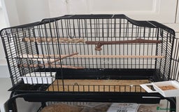 Budgerigars birds for sale: Young Male budgie  - Image 4