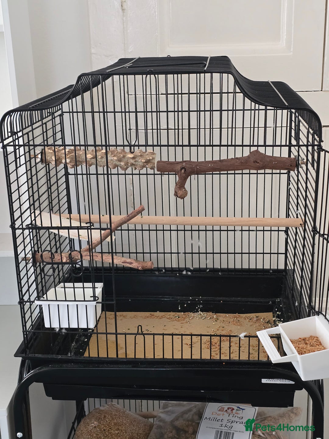 Budgerigars birds for sale: Young Male budgie  - Image 4