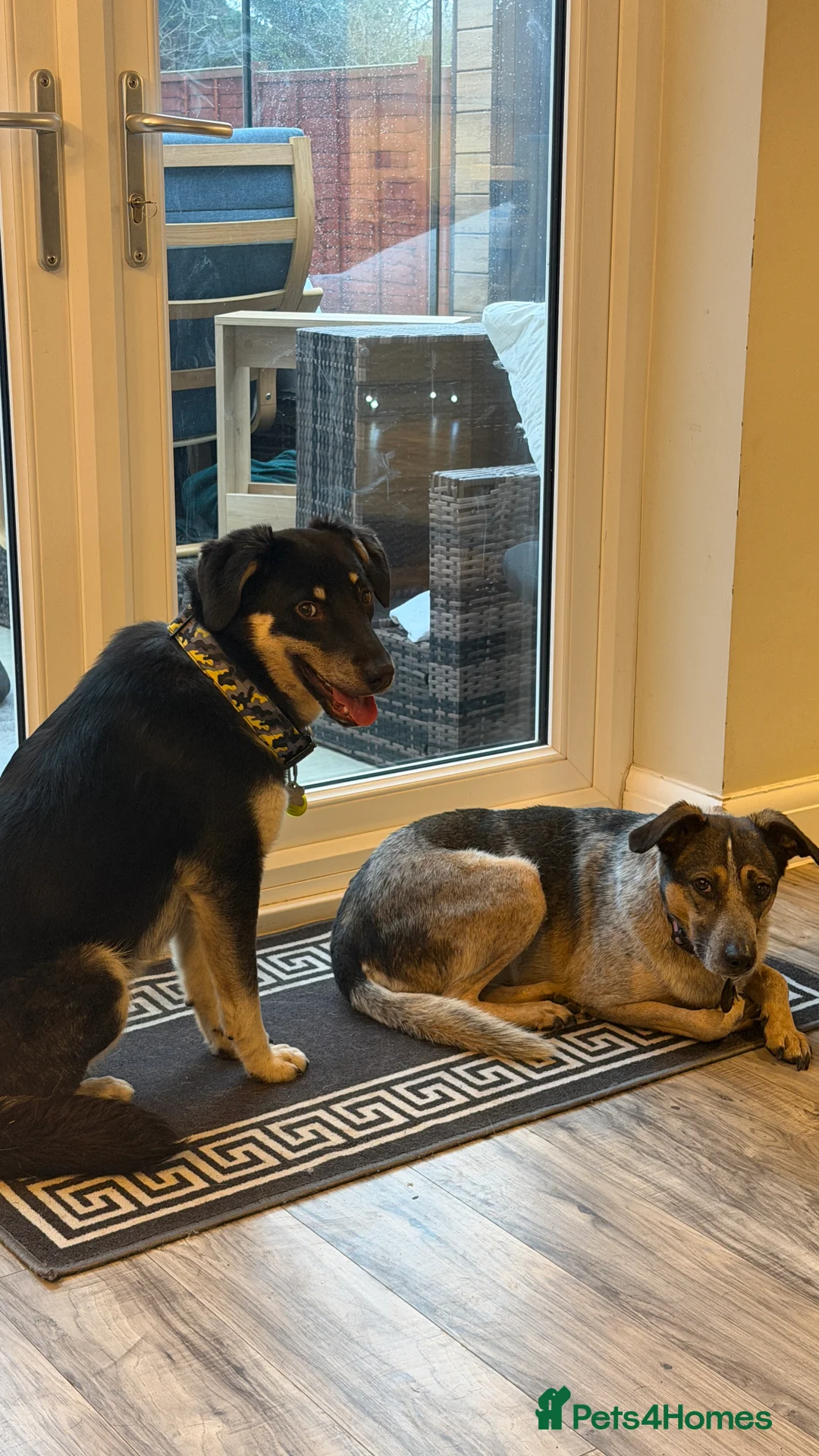 Mixed Breed dogs for adoption: Sweet Scout 💙 Gentle Boy, Loves Dogs!  - Advert 2