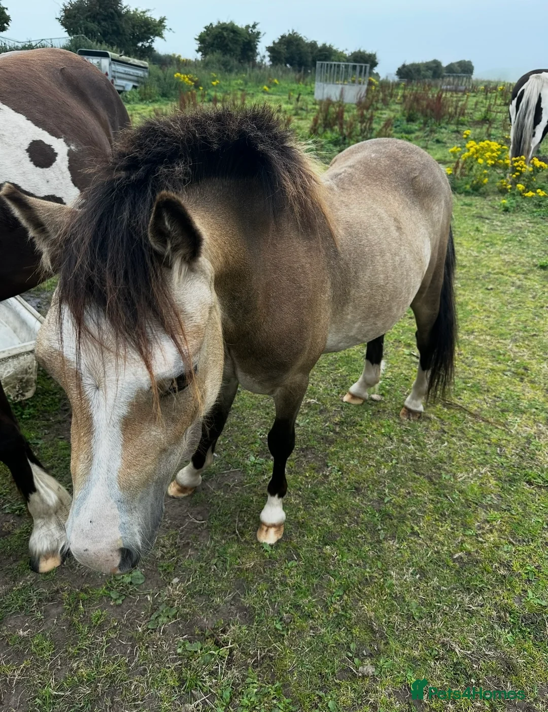 Welsh Section A horses for sale: Buzz  - Advert 2