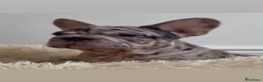 Chocolate brown male