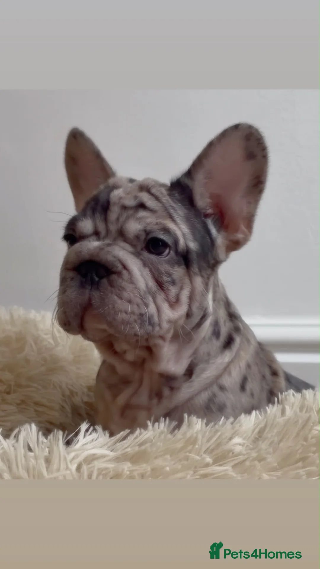 French Bulldog dogs for sale: 🤎 Chocolate brown Merle Frenchie Puppy 🤎 - Advert 2