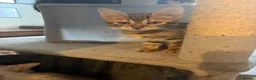 Bengal cats for sale: BENGAL Kittens pedigreed/registered - Advert 6