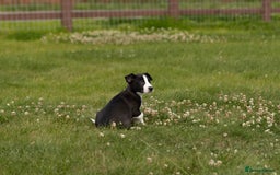 Mixed Breed dogs for sale: 🐾 Jack Russell x Border Collie Puppies  - Image 20
