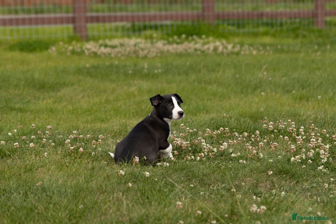 Mixed Breed dogs for sale: 🐾 Jack Russell x Border Collie Puppies  - Image 20