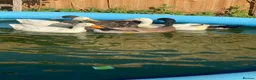 Ducks poultry for sale: White campbells and khaki campbells drakes - Advert 4