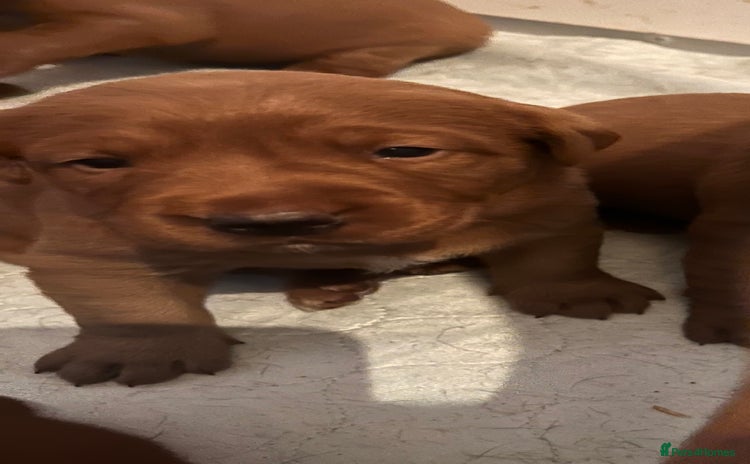 Labrador Retriever dogs - Advert 14