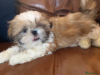 Shih Tzu dogs - Advert 2