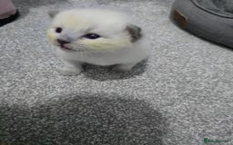Ragdoll cats for sale: 💙 BLUEPOINT RAGDOLL BOY FOR SALE 💙 - Image 27