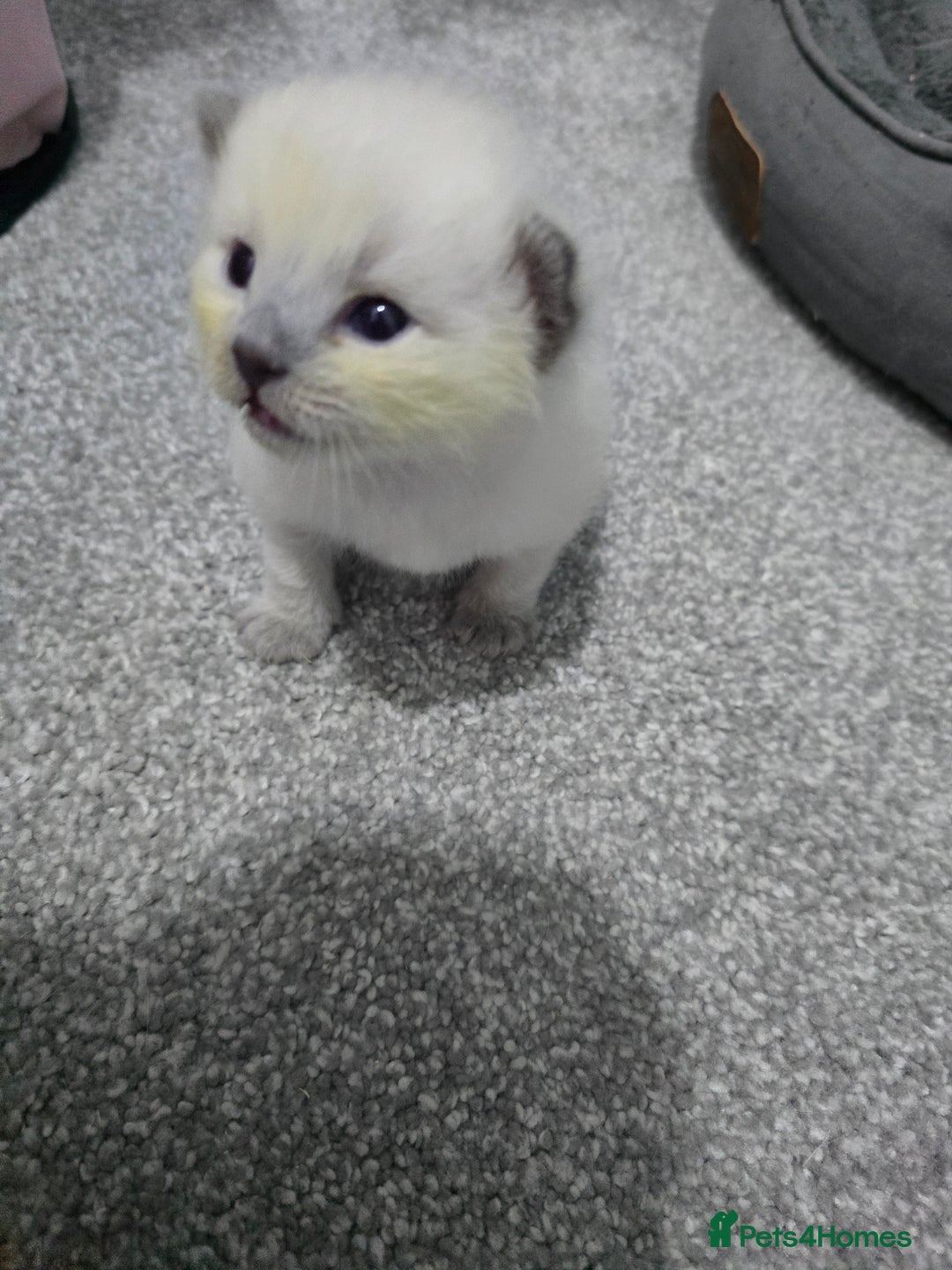 Ragdoll cats for sale: 💙 BLUEPOINT RAGDOLL BOY FOR SALE 💙 - Image 27