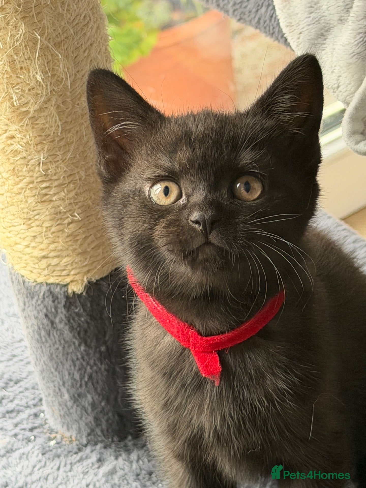 British Shorthair cats Gorgeous BSH Kittens for new home - Advert 15