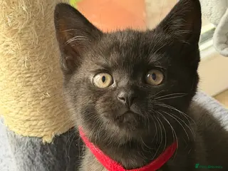British Shorthair cats Gorgeous BSH Kittens for new home - Advert 15