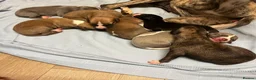Whippet dogs for sale: KC whippet Puppies  - Advert 4