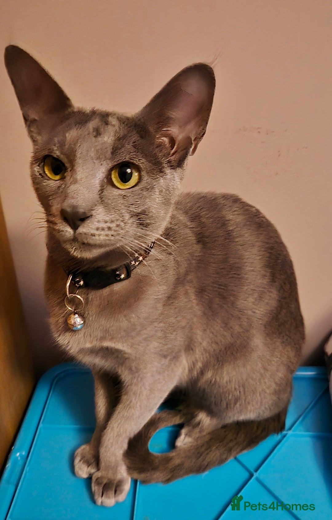 Oriental cats for sale: Beautiful blue/gray oriental kittens - Advert 1