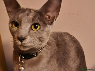 Oriental cats Beautiful blue/gray oriental kittens - Advert 2