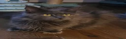 Maine Coon cats for sale: Maine coon pedigree kittens  - Advert 17