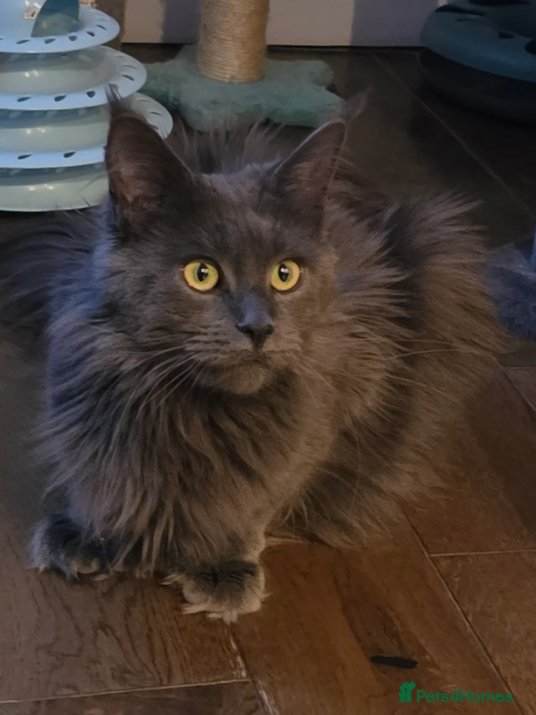 Maine Coon cats for sale: Maine coon pedigree kittens  - Advert 17