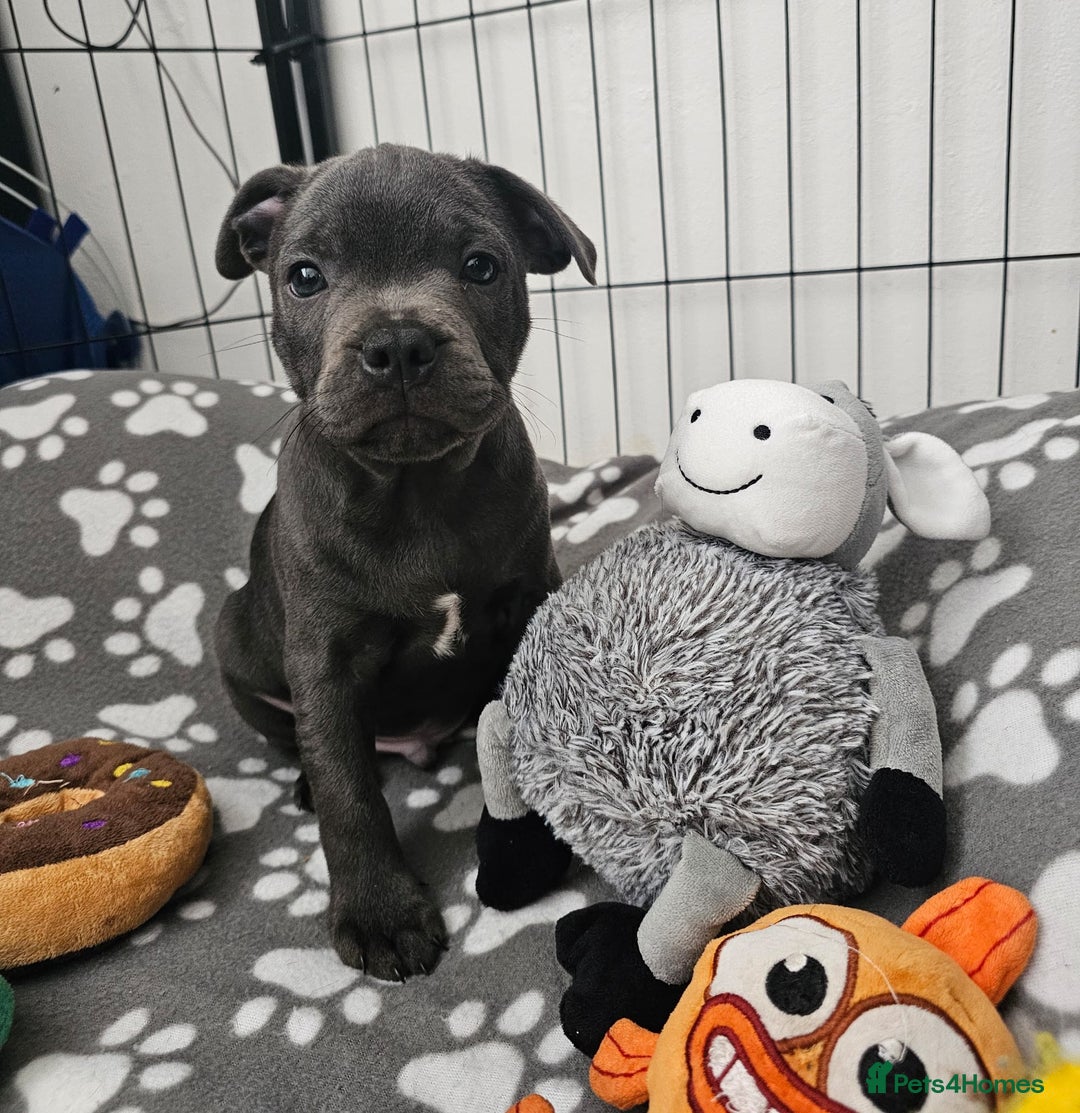 Staffordshire Bull Terrier dogs for sale: Blue staffordshire bull terrier  - Image 1