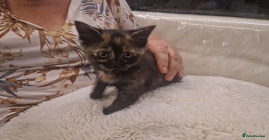 Mixed Breed cats - Advert 9